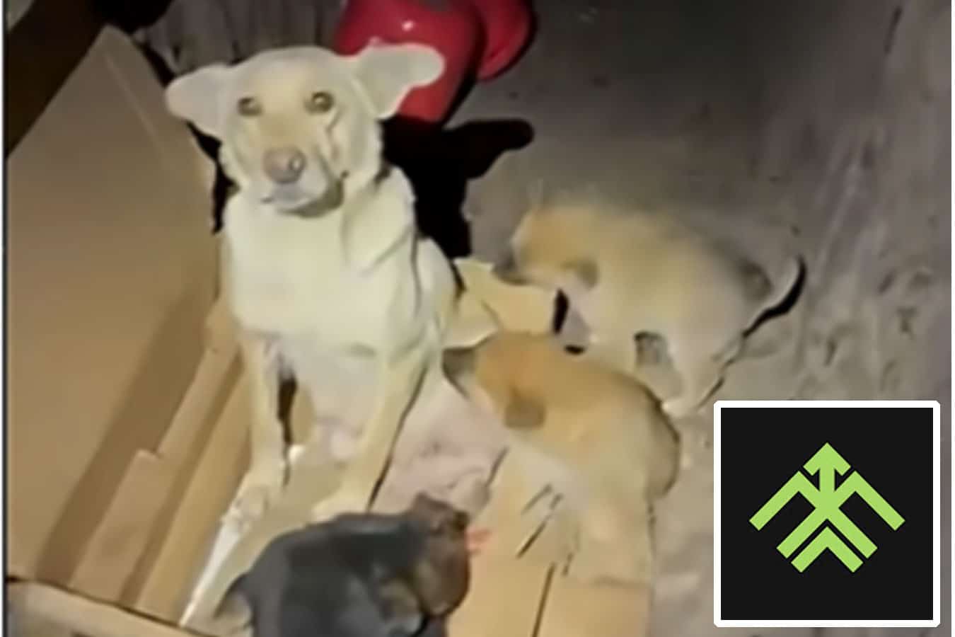 5 щенков спасли прямо с линии фронта: украинские защитники из бригады Национальной гвардии «Хартия» использовали наземный робот-комплекс - видео